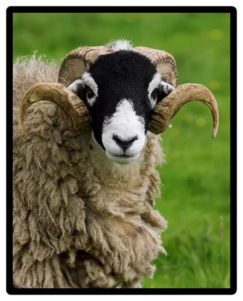 Domestic Sheep, Swaledale ram, close-up of head, in pasture, Cumbria, England