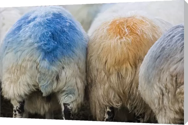 Domestic Sheep, ewes, close-up of rumps with colour mark from raddle, to indicate they have mated with ram, Cumbria