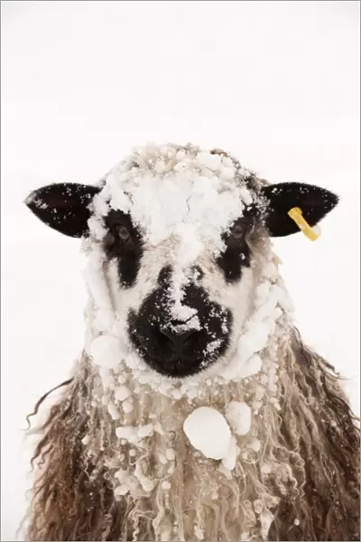Domestic Sheep, Masham, adult, covered with snow, close-up of head, England, november