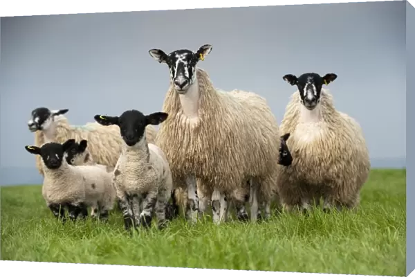 Domestic Sheep, mule hoggs with Suffolk sired lambs at foot, standing in pasture, England, may