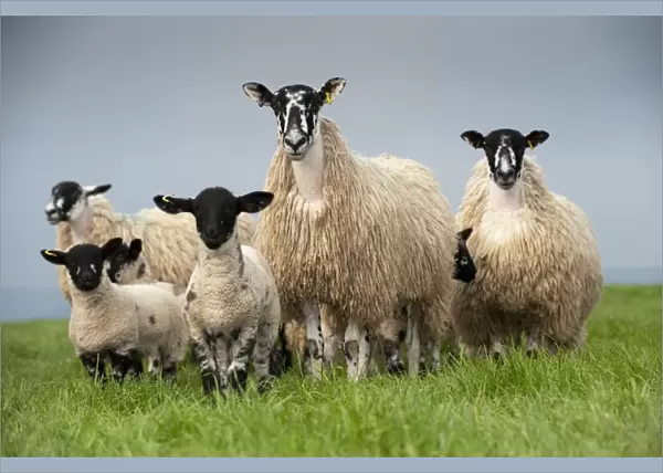 Domestic Sheep, mule hoggs with Suffolk sired lambs at foot, standing in pasture, England, may