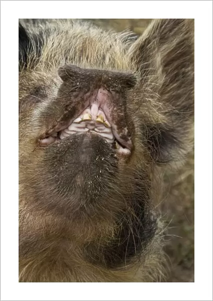 Domestic Pig, Kune Kune, close-up of open mouth