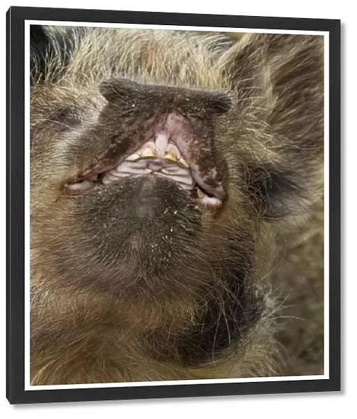 Domestic Pig, Kune Kune, close-up of open mouth