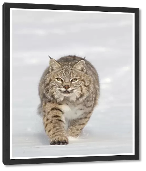 Bobcat (Lynx rufus) adult, walking in snow, Montana, U. S. A. january (captive)