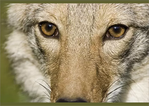 Coyote (Canis latrans) adult, close-up of face, U. S. A