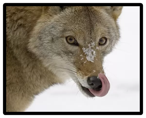 Coyote (Canis latrans) adult, close-up of head, licking nose in snow, U. S. A. winter