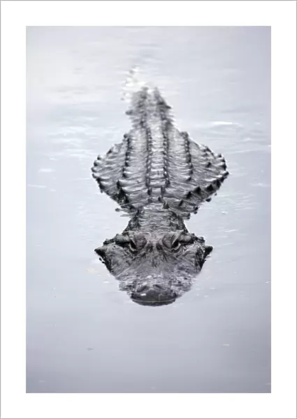 America Alligator (Alligator mississippiensis) adult swimming at water surface, Florida, U. S. A