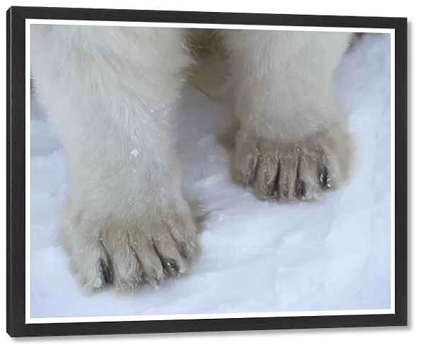 Polar Bear (Ursus maritimus) adult, close-up of paws, Canada
