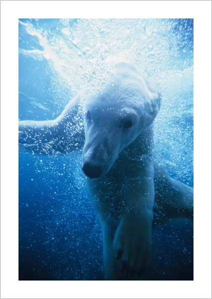Polar Bear (Ursus maritimus) Underwater