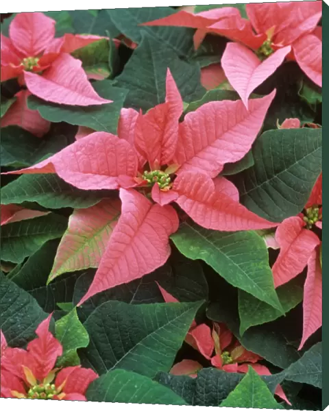 Poinsettia Marren mature plant with pink bracts for Christmas market
