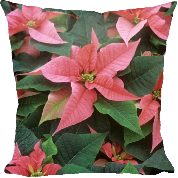Poinsettia Marren mature plant with pink bracts for Christmas market