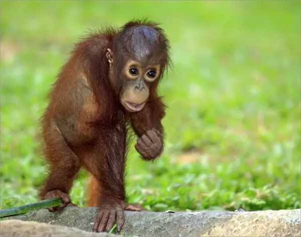 Bornean Orang-utan (Pongo pygmaeus) young, standing on ground (captive)