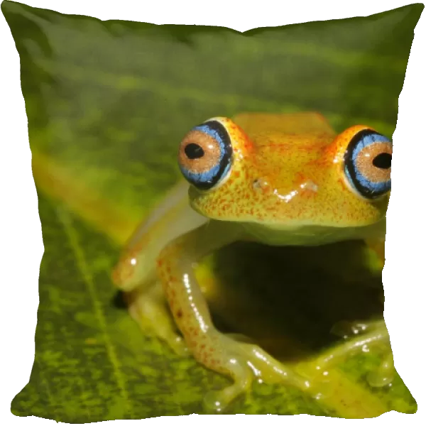 Viridian Treefrog (Boophis viridis) adult, sitting on leaf, Andasibe, Madagascar