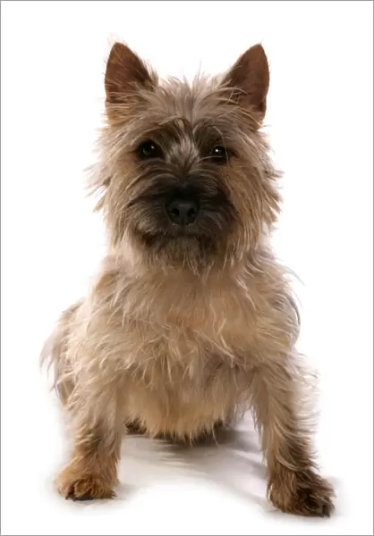 Domestic Dog, Cairn Terrier, adult, sitting
