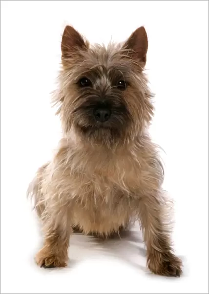 Domestic Dog, Cairn Terrier, adult, sitting