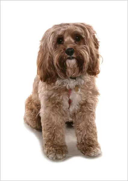Domestic Dog, Cockerpoo (Cocker Spaniel x Poodle), adult, sitting, with collar and tag