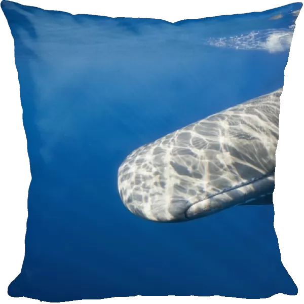 Sperm Whale, Physeter catodon, Lesser Antilles, Caribbean, Dominica