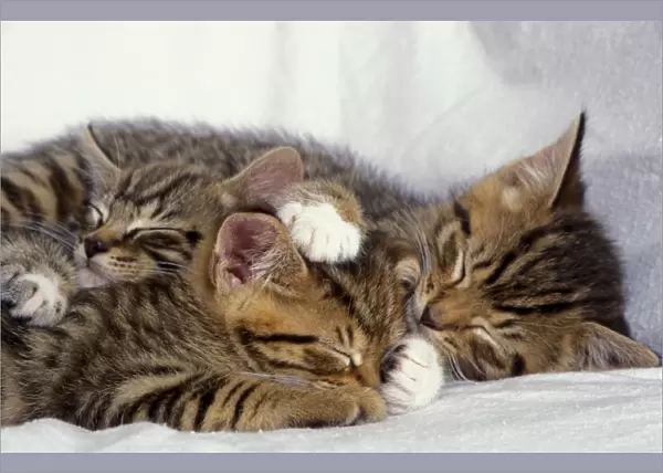 Domestic Cat, three tabby kittens sleeping, huddled together