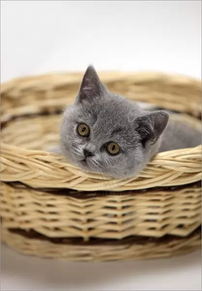 Domestic Cat, British Shorthair, ten week old kitten, laying in basket