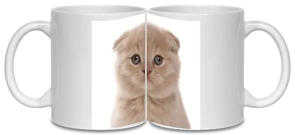 Domestic Cat, Scottish Fold, cream kitten, close-up of head