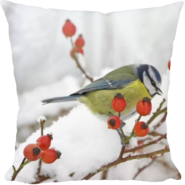 Blue Tit (Parus caeruleus) adult, drinking from snow, perched on wild rose with hips, in snow covered garden hedge