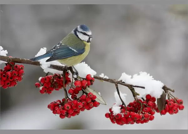 Blue Tit (Parus caeruleus) adult, perched on cotoneaster bush with berries in snow, Leicestershire, England, january