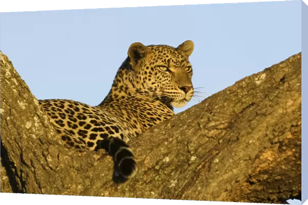 African Leopard (Panthera pardus pardus) adult, resting in tree, Serengeti N. P. Tanzania