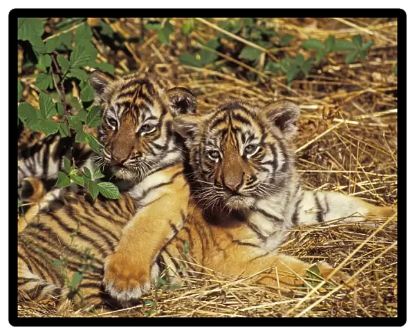 Sumatran Tiger (Panthera tigris sumatrae) two cubs, resting together (captive)