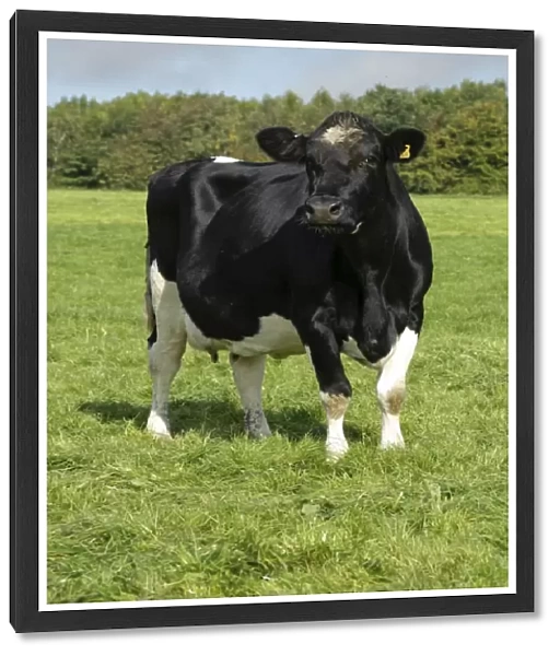 Domestic Cattle, British Friesian, cow, standing in pasture, Staffordshire, England, september