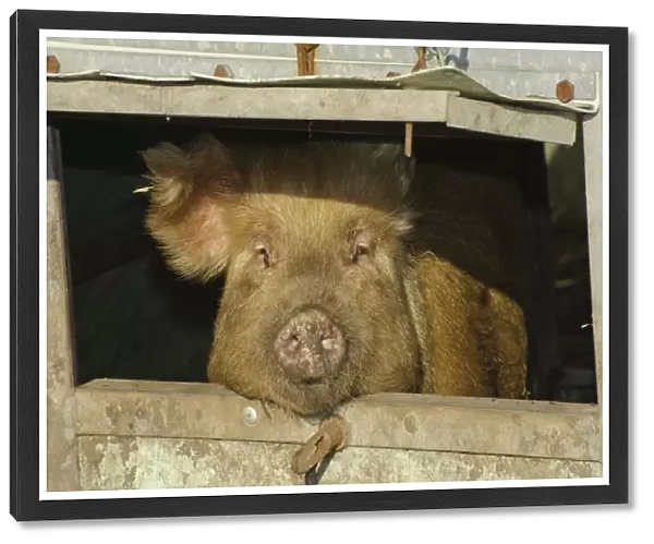 Domestic Pig, Tamworth sow, looking through hatch in arc, Cumbria, England, november