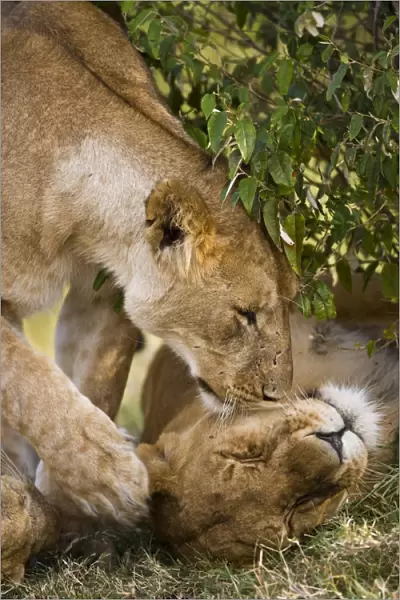 Massai Lion (Panthera leo nubica) adult female, touching head of another with paw, Masai Mara, Kenya