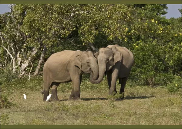 Asian Elephant (Elephas maximus) two adults, with entwined trunks, Sri Lanka