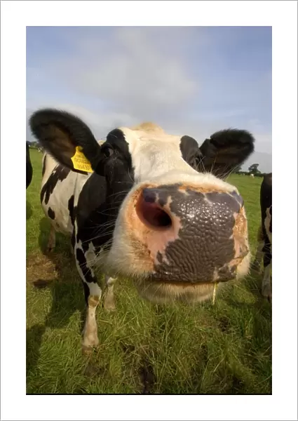 Domestic Cattle, Holstein Friesian cow, close-up of head, England