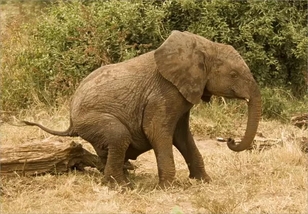African Elephant (Loxodonta africana) young scratching on log, Lake Manyara N. P. Tanzania