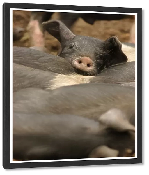 Domestic Pig, British Saddleback piglets, resting together, on organic farm, West Yorkshire, England, july