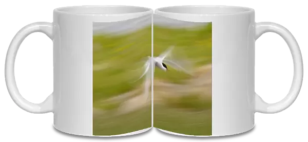 Arctic Tern (Sterna paradisea) adult, in flight, blurred movement, North Uist, Outer Hebrides, Scotland
