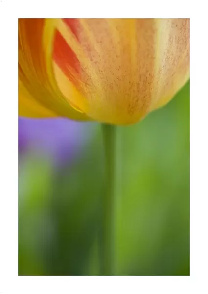 Tulip (Tulipa sp. ) close-up of flower, abstract detail of petals and stem, spring