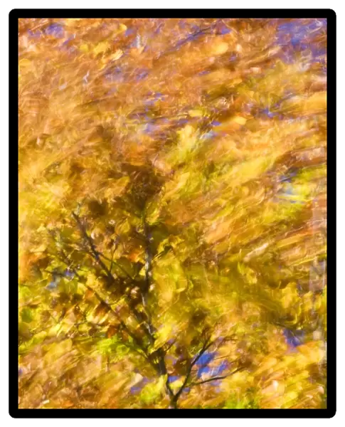 Common Beech (Fagus sylvatica) windblown leaves in autumn colour, blurred movement, London, England