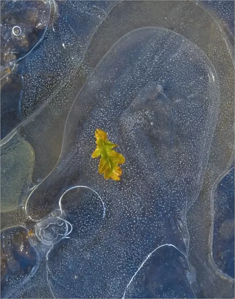 Ice, oak leaf on frozen puddle, Dorset, England, november