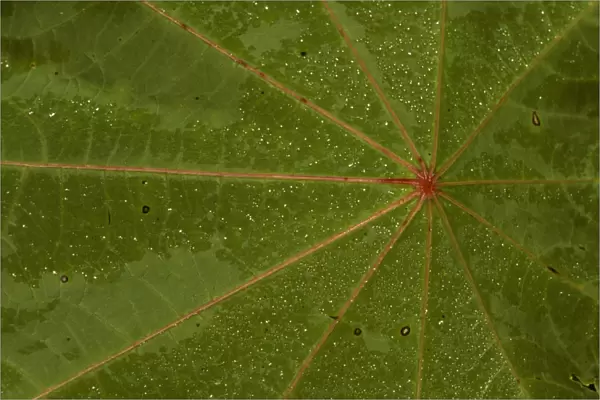 castor bean leaf