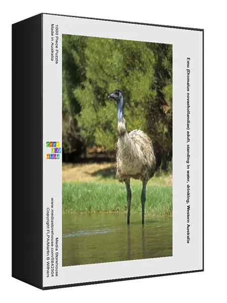 Emu (Dromaius novaehollandiae) adult, standing in water, drinking, Western Australia