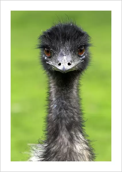 Emu (Dromaius novaehollandiae) adult male, close-up of head and neck, South Australia, Australia
