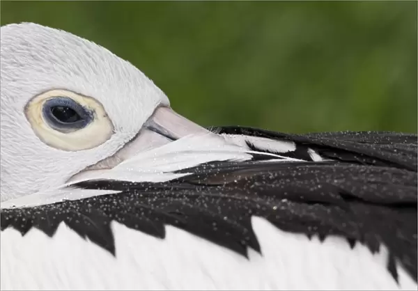 Australian Pelican (Pelecanus conspicillatus) adult, close-up of head with beak tucked under wing, roosting (captive)