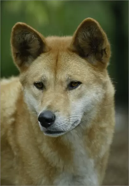 Dingo (Canis familiaris dingo) Portrait - Australia