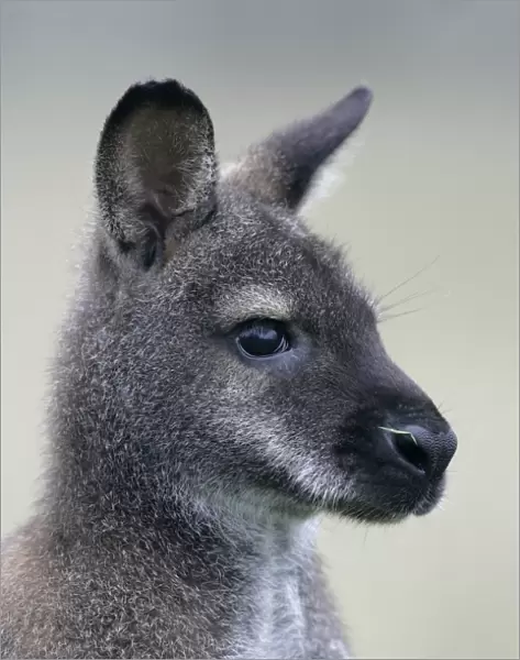 Red-necked Wallaby (Macropus rufogriseus) adult, close-up of head