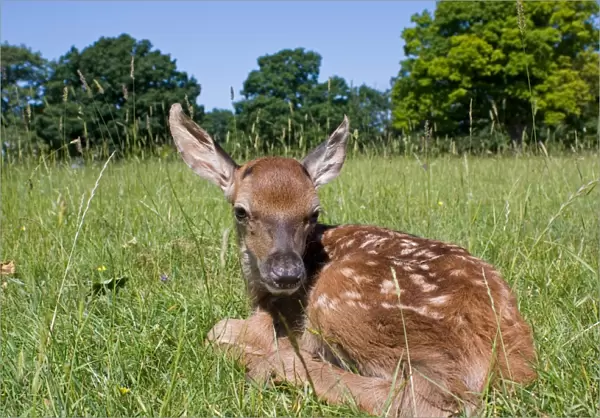 Red Deer (Cervus elaphus) calf, resting in grass, Suffolk, England, june