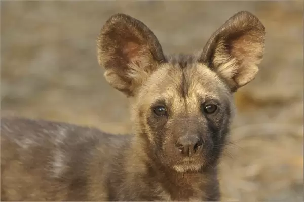 African Wild Dog (Lycaon pictus) pup, close-up of head, Mashatu Game Reserve, Tuli Block, Botswana