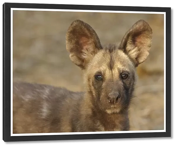 African Wild Dog (Lycaon pictus) pup, close-up of head, Mashatu Game Reserve, Tuli Block, Botswana