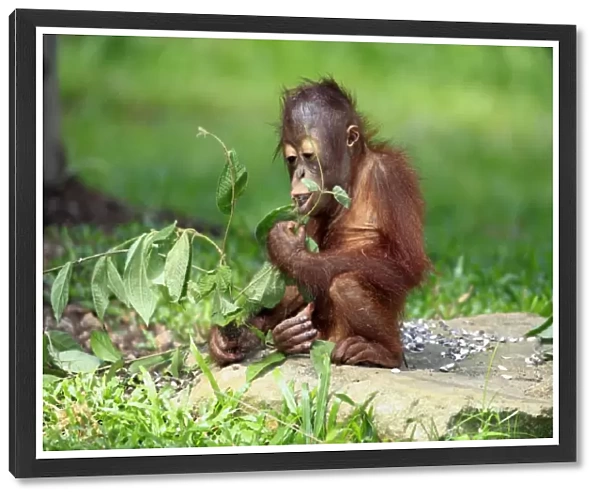 Bornean Orang-utan (Pongo pygmaeus) young, feeding on leaves, sitting on ground (captive)