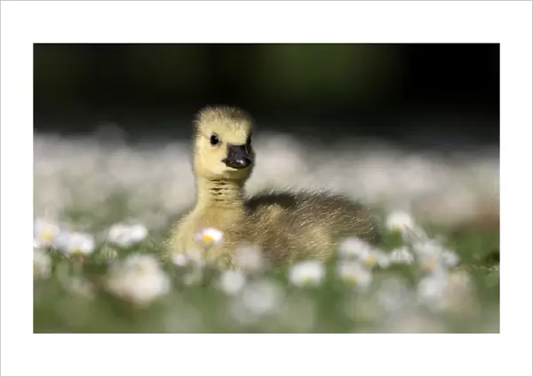 Canada Goose (Branta canadensis) introduced species, gosling, sitting on grass amongst daisies, London, England, may
